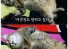 [통사] 의지 부정